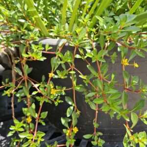 Red Stemmed Rotala (Rotala rotundifolia)
