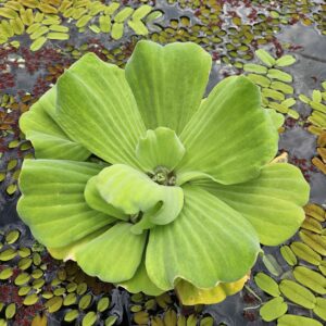 Water Lettuce (Pistia stratiotes)
